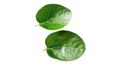 Two green leaves of a plant, isolated on a transparent background. Ideal for botanical and nature-related themes.