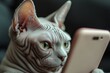 © typepng - A sphinx cat watches pictures on a tablet screen, close-up, addiction concept, modern technology, pets