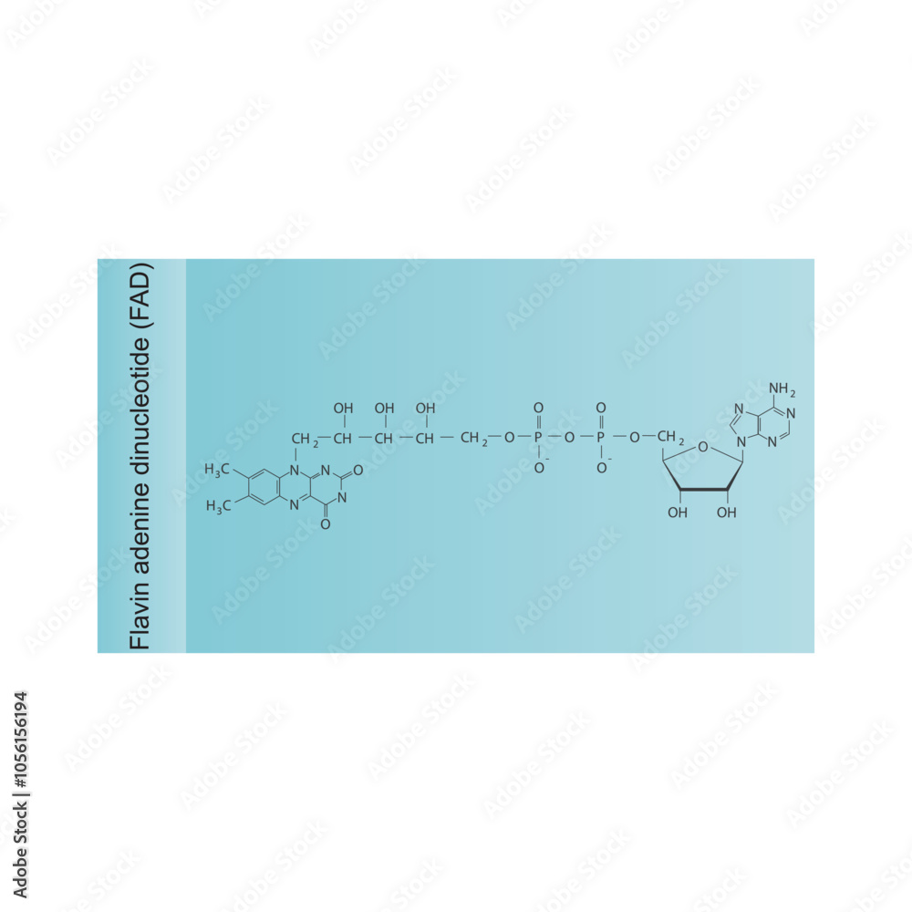 Flavin adenine dinucleotide, FAD skeletal structure diagram.Vitamin B2 ...