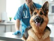 © Bold24 - photo of a dog being vaccinated on the back, vet clinic background
