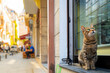 A stray tabby cat with green eyes sits on a window ledge outside a shop with the Galata Tower in view in the distance in Istanbul, Turkey.