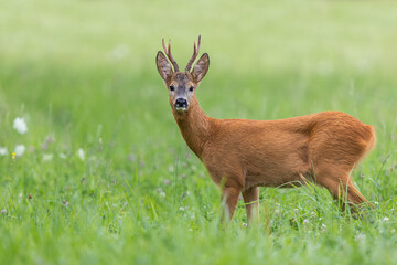 roe deer buck coming to the camera. roe buck during mating season in natural meadow. wildlife. capre