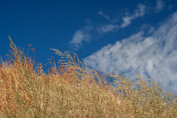 A field with dried grasses and blue sky. Beautiful autumn landscape