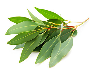 A sprig of eucalyptus leaves isolated on a white background.