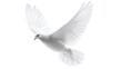© Jawad - A white dove is flying against a white background.