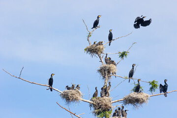 Sticker - Many great cormorant nests in the trees