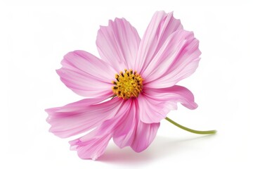 pink cosmos flower alone on a white background native to central america it thrives in cool weather