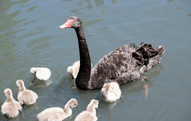 Sticker - the black swan has black feathers edged with white on its back and is all black on the head and neck.  It has a red beak with a white stripe and red eyes