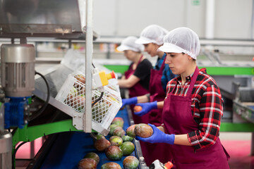 Wall Mural - Focused skilled young Hispanic workwoman working on fruit sorting line in agricultural produce processing factory, packing ripe mangoes