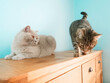 © mark_gusev - Light brown British short hair cat and cute tabby cat sitting on top of wooden furniture by a blue wall. Two different breeds sharing the same house and owner. Pet life.