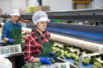 Skilled Hispanic female worker of fruit processing factory checking fresh ripe avocados on conveyor belt of sorting production line and packing into boxes..