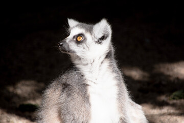Wall Mural - The Ring-tailed lemur backs is grey with grey limbs and dark grey heads and necks. They have long striped tails.