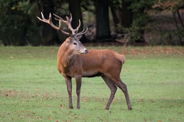 Poster - A close up portrait of a red deer stag as he stands on the grass. and looks back over his shoulder. A natural out of focus background completes the photograph