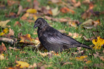 Aufkleber - A carrion crow, Corvus corone, looking in the grass in autumn for food which has dropped from a tree. It is surrounded by leaves
