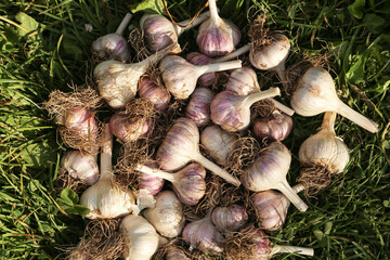 Wall Mural - Garlic close-up background top view. Fresh raw organic garlic harvest with roots on grass on sun in sunlight in garden. Harvesting vegetables