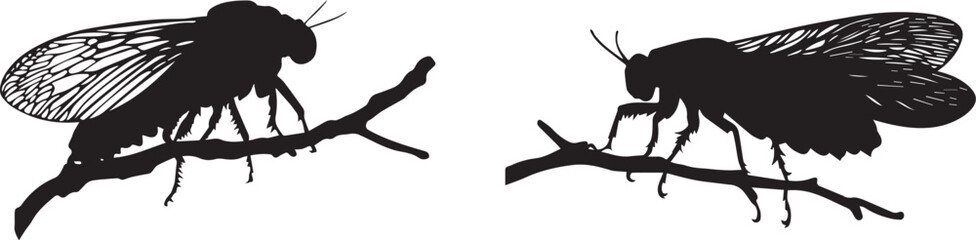 Wall Mural - silhouette of a cicada perched on a branch vector silhouette