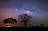 Landscape Milky way with stars,silhouette tree in africa.Tree silhouetted against a setting sun.Dark tree on open field dramatic blue night.Typical african night with acacia trees in Masai Mara,Kenya.