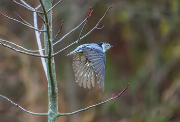 Wall Mural - Nuthatch flying in autumn