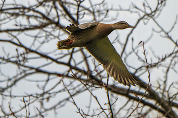 Wall Mural - Female duck in flight