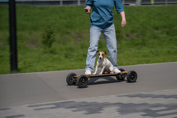 Caucasian woman rides an electric longboard with her Jack Russell Terrier dog.