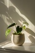 © Cloudyew - Simple plant design from the back angle for aesthetic composition