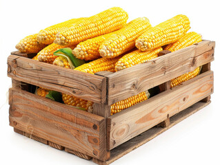 Fresh corn in wooden crate isolated on white background copy space