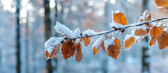 Wall Mural - A Branch With Autumn Dried Leaves Covered With Snow On The Background Of Trees In The Forest