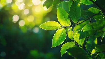 Wall Mural - Vibrant green leaves illuminated by sunlight set against a gentle bokeh backdrop creating a serene and rejuvenating atmosphere