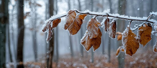 Wall Mural - A Branch With Autumn Dried Leaves Covered With Snow On The Background Of Trees In The Forest