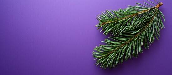 Poster - Green Pine Leaf On Purple Background And Space For Message