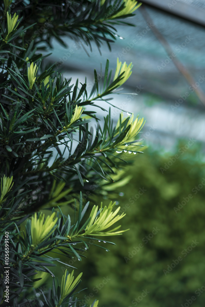 Podocarpus macrophyllushas many sharp and jagged eyes. The fruit of ...