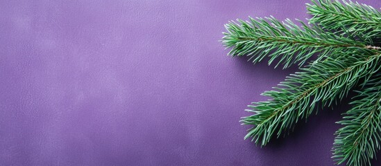 Poster - Green Pine Leaf On Purple Background And Space For Message