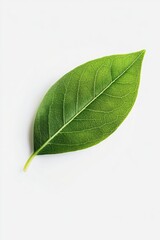 Wall Mural - Green Leaf on White Background