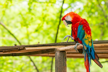 colorful scarlet macaw perched on a wooden branch in a lush green natural environment. perfect for w