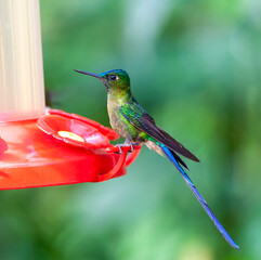 Wall Mural - violet-tailed sylph, aglaiocercus coelestis coelestis