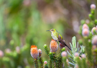 Wall Mural - green-tailed trainbearer, lesbia nuna gracilis