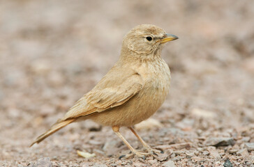 Wall Mural - woestijnleeuwerik, desert lark, ammomanes deserti
