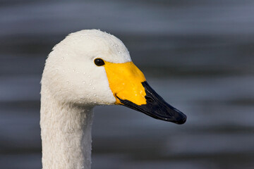 Wall Mural - Wilde zwaan, Whooper Swan, Cygnus cygnus