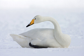 Wall Mural - Whooper Swan, Wilde zwaan, Cygnus cygnus