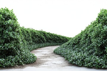 Curved pathway in a lush green landscape.