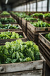 © linda_vostrovska - Lettuce harvested in wooden boxes in a warehouse. Natural organic fruit abundance. Healthy and natural food storing and shipping concept.