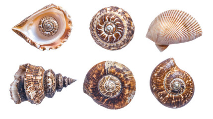 Poster - Variety of Sea Shells Displayed on a Transparent Background Generative AI