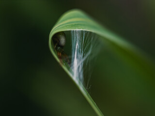 Wall Mural - close up of a leaf