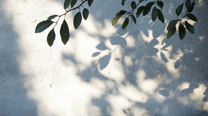 Poster - Shadow Of Branch And Leaf On A White Concrete Wall