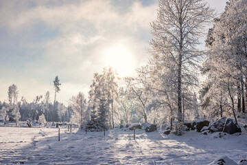 Wall Mural - Frosty trees in a beautiful winter landscape in backlight