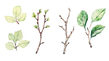 Poster - Green Twigs and Leaves Watercolor on Transparent Background Generative AI