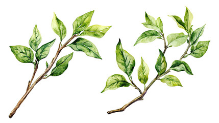 Poster - Watercolor Green Twigs With Leaves on a Transparent Background Generative AI