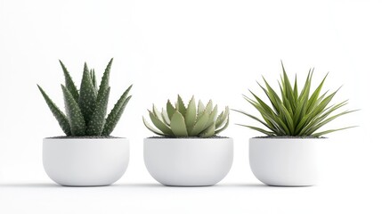 Poster - Houseplants featuring Elf Aloe and cacti in minimalist white ceramic pots showcasing a fresh indoor plant mockup against a clean white background
