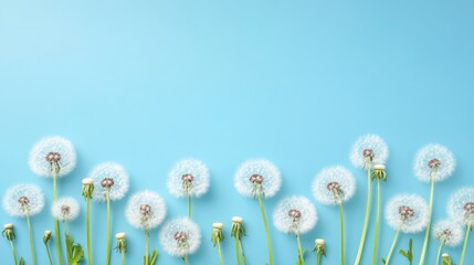 Poster - White dandelion blossoms against a blue backdrop A concept for a festive theme or project Celebrating summer Ample creative space available