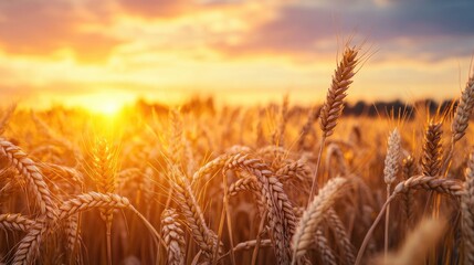 Aufkleber - Golden wheat ears against a sunset sky in close up showcasing a beautiful natural field The rich harvest highlights the stunning beauty of summer or autumn landscapes